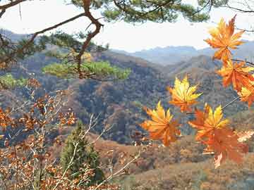 药流药使用巴菲特：伯克希尔认可日本商社，可能“永远”持有它们